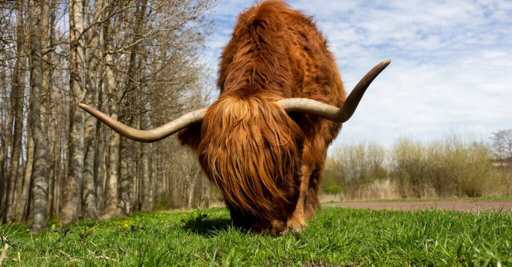 Brown Yak on Green Grass